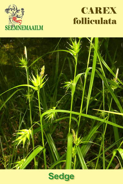Осока пузырчатая (Carex folliculata)